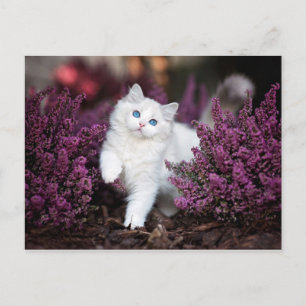 Carte Postale Chat blanc