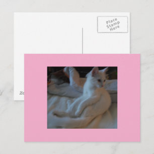 Carte postale Chat blanc