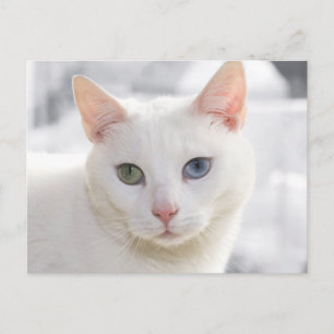 Carte Postale chat blanc aux yeux étranges