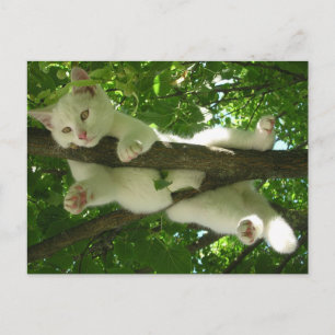 Carte Postale Chat blanc dans l'arbre