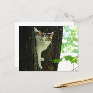 Carte Postale Chat blanc dans l'arbre