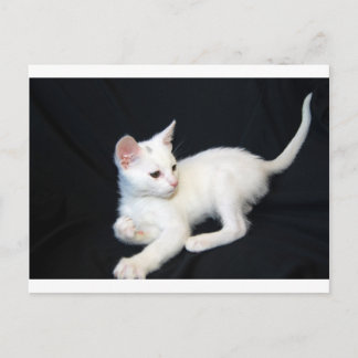 Carte Postale Chat blanc Jouer