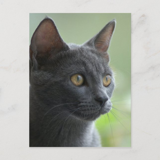 Carte Postale Chat bleu russe (Devant)