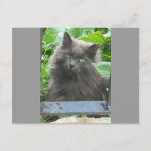 Carte Postale Chat bleu russe gris-long