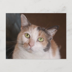 Carte Postale Chat calico