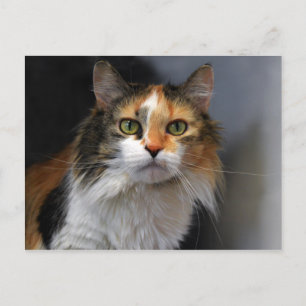Carte Postale Chat Calico aux cheveux longs