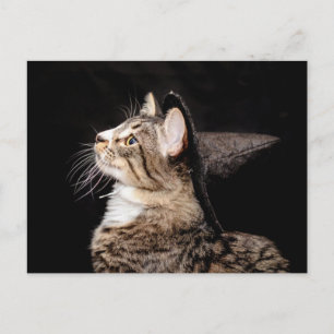 Carte postale Chat Casquette Halloween Witch