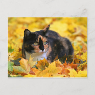 Carte Postale Chat Chance chat tricolore écaille de tortue en au
