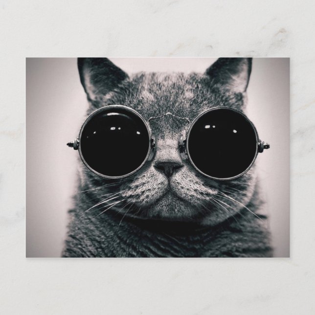 Carte Postale chat cool ! (Devant)