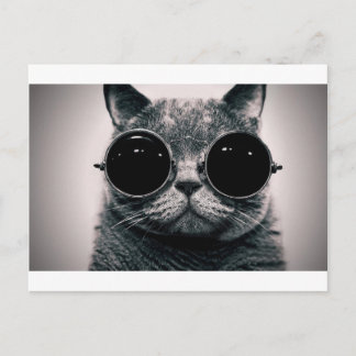 Carte Postale chat cool kat kool avec des ombres