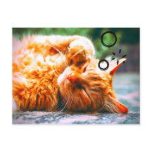 Chat couché