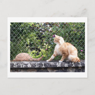 Carte Postale Chat Courrier Escargot