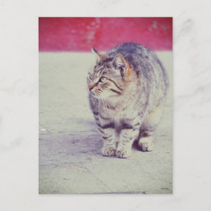 Carte Postale Chat Curl américain Venise Italie Europe