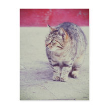 Chat Curl américain Venise Italie Europe