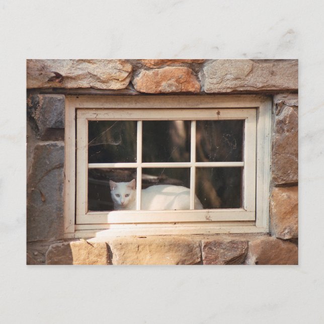 Carte postale Chat dans la fenêtre (Devant)