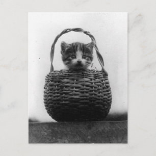 Carte Postale Chat dans un panier photo Vintage