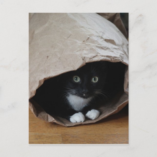 Carte Postale Chat dans un sac 2 (Devant)