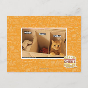 Carte Postale Chat de blanchisserie