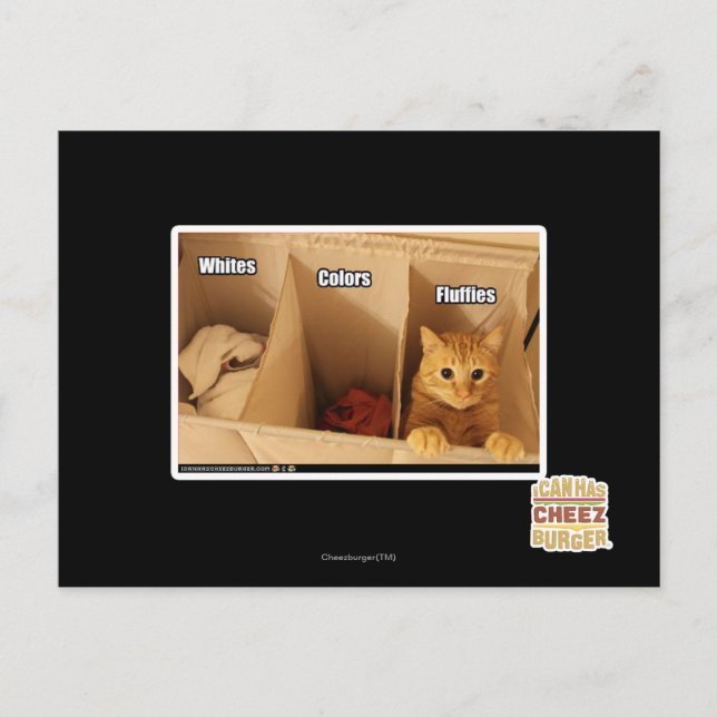 Carte Postale Chat de blanchisserie (Devant)