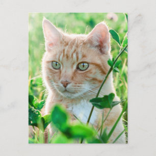 Carte Postale Chat de gingembre avec yeux verts en herbe