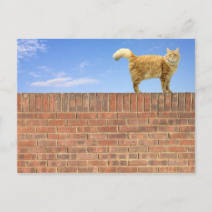 Carte Postale Chat de gingembre debout sur la paroi de brique