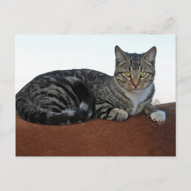 Carte Postale Chat de grange sur Dunnit (Devant)