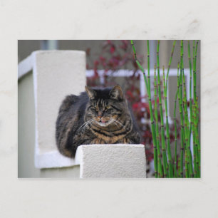 Carte Postale Chat de Maine Coon dans le jardin