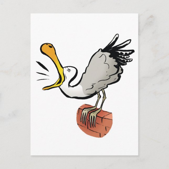 Carte Postale Chat de mouette (Devant)