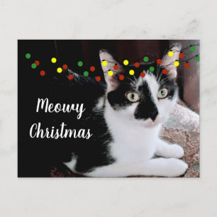 Carte Postale Chat de Noël