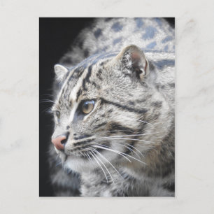 Carte Postale Chat de pêche