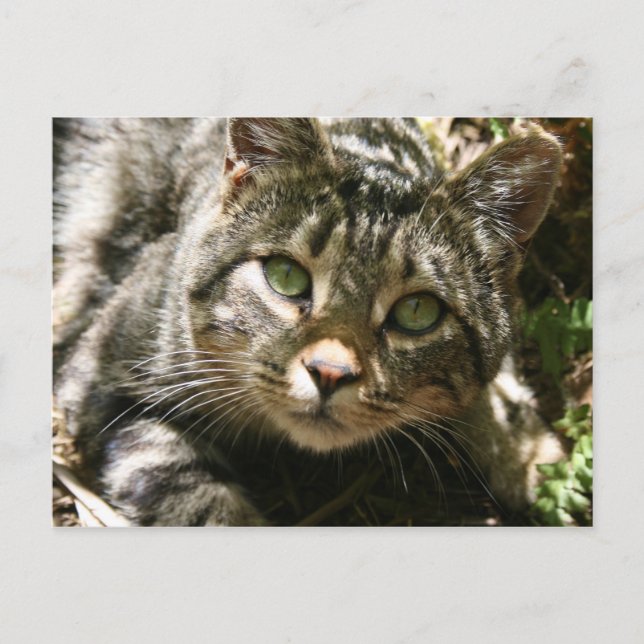Carte postale Chat de repos (Devant)