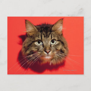 Carte Postale Chat de Saibérie