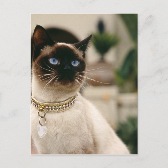 Carte Postale Chat de Siamese (Devant)