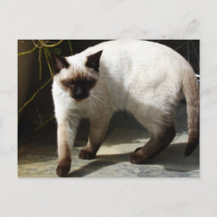 Carte Postale Chat de Siamese