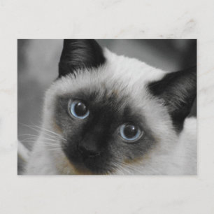 Carte Postale Chat de Siamese