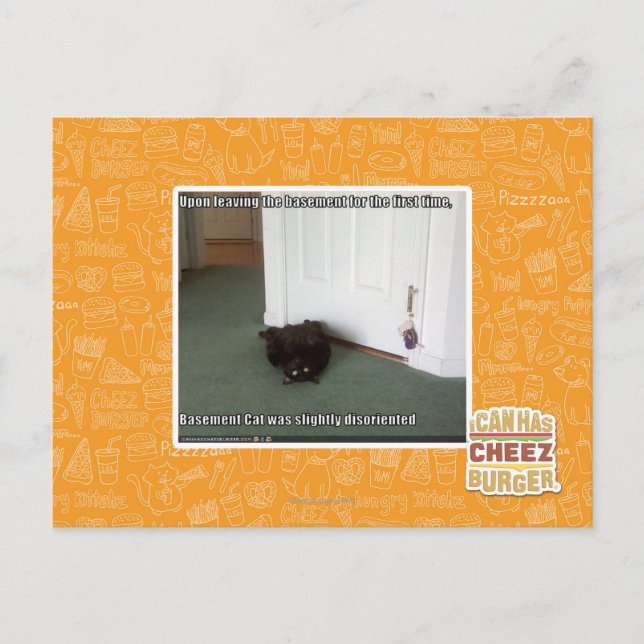 Carte Postale Chat de sous-sol, légèrement désorienté (Devant)