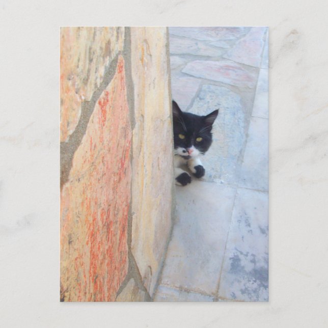 Carte Postale CHAT DÉTECTIVE DERRIÈRE LE MUR DE PIERRE / Fête de (Devant)