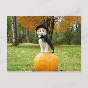 Carte Postale Chat D'Halloween Sur Un Citrouille Orange