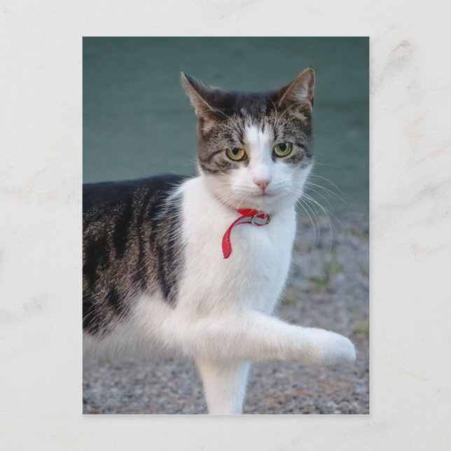 Carte Postale Chat dit hi CC0215 jolie photo d'animal de compagn (Devant)