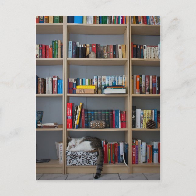 Carte Postale Chat dormir dans les livres de bibliothèque (Devant)