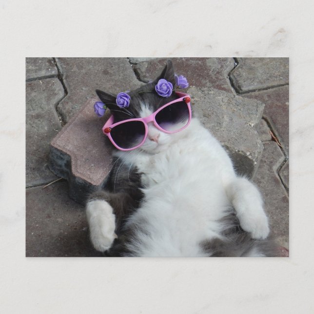 Carte Postale Chat drôle avec lunettes roses (Devant)