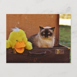Carte Postale Chat Drôle Avec Un Canard En Valise