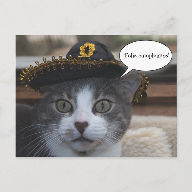 Carte Postale Chat drôle en Sombrero (Devant)