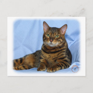 Carte Postale Chat du Bengale 9W052D-018
