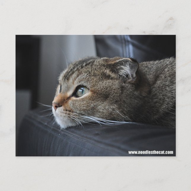 Carte Postale Chat écossais plié : penser à vous (Devant)