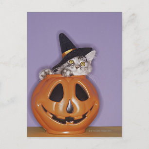 Carte Postale Chat en casquette sorcier à l'intérieur du citroui