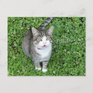 Carte Postale Chat en Clover dire bonjour
