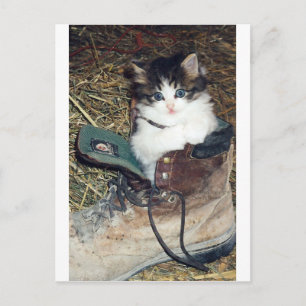 Carte Postale Chat en démarrage