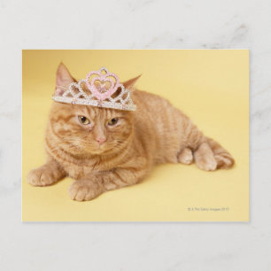 Carte Postale Chat en tiare