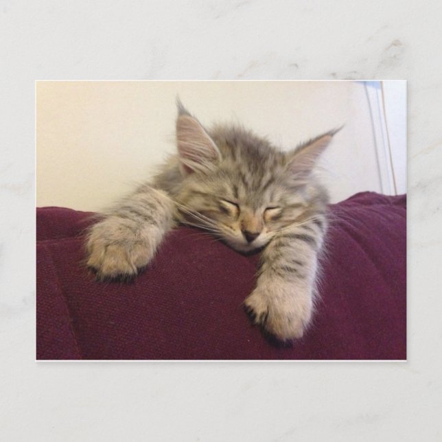 Carte Postale Chat endormi (Devant)